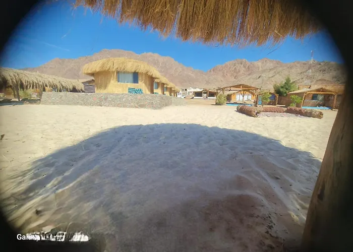 Viva La Vida Camp * نويبع
